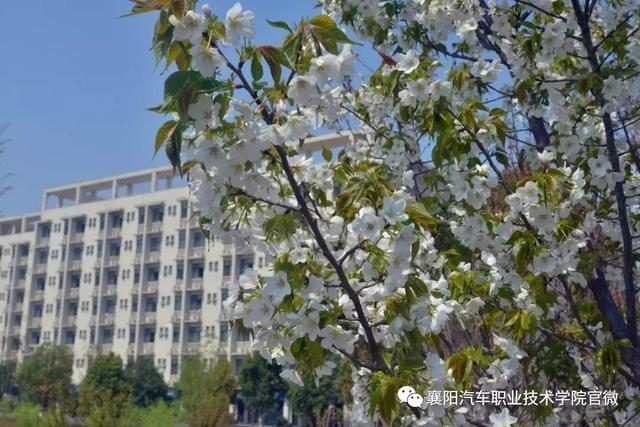 大美襄陽汽車職業技術學院--邀您共賞最美人間四月花
