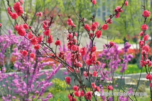 大美襄陽(yáng)汽車職業(yè)技術(shù)學(xué)院 邀您共賞最美人間四月花